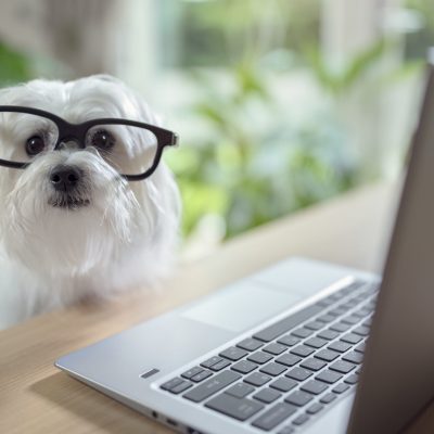 Dog with glasses using laptop computer